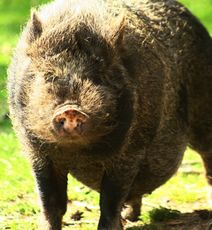 Hängebauchschwein-7994.jpg